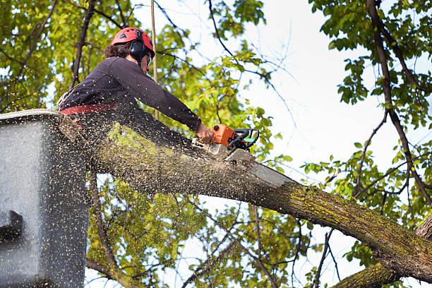 How Our Tree Care Process Works  in  Collingdale, PA